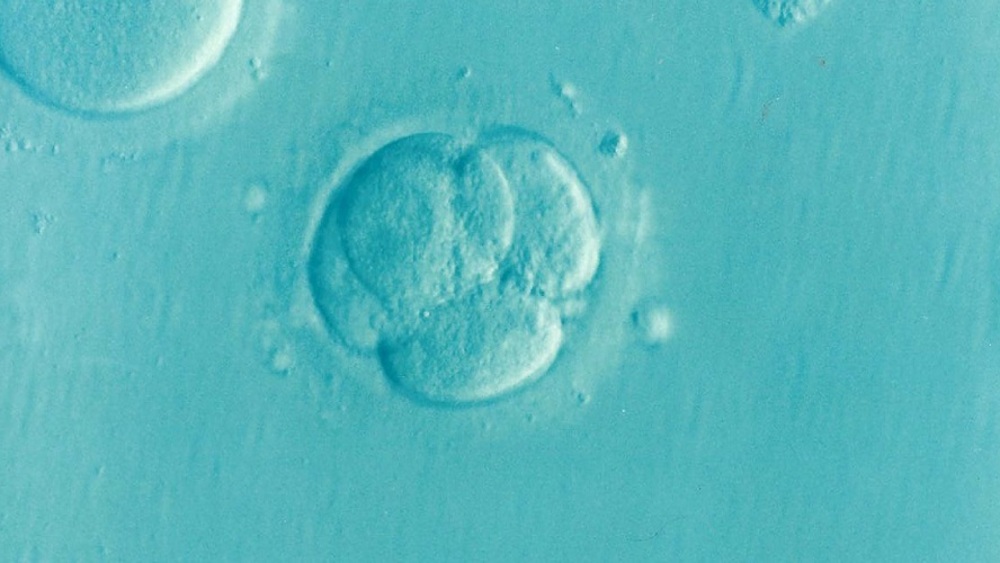 Ludzki embrion