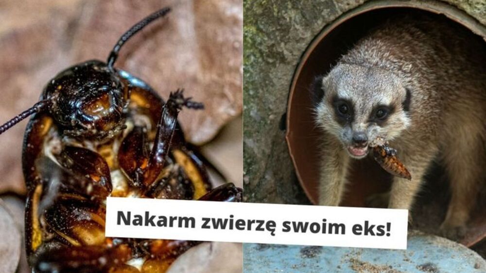 Nietypowe walentynki w łódzkim ZOO