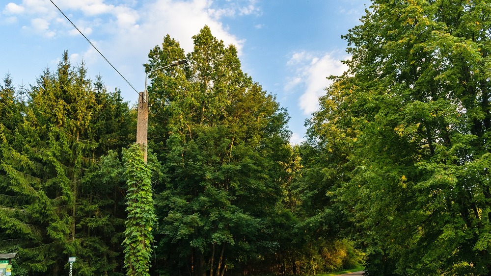 Białowieża