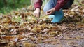 Pieniądze leżą na ulicy. Ile dostaniesz w skupie kasztanów?