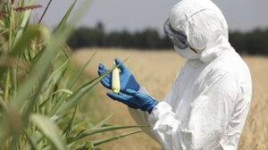 Koncern Monsanto odpowie z zbrodnie przeciwko ludzkości