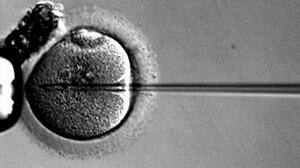 Francja będzie eksperymentować na ludzkich embrionach