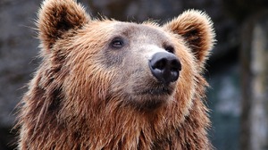 Jak „łekolodzy” chcieli sprawdzić, czy niedźwiedzie śpią i dostali info z „pierwszej łapy” (FELIETON)