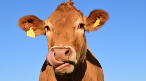 200 tysięcy krów pójdzie do piachu przez świrów od klimatyzmu (FELIETON)