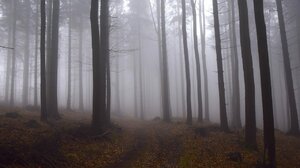 Szedł po drugie śniadanie. Znalazł zwłoki na drzewie!