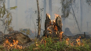 Co najmniej 99 ofiar pożarów w Chile