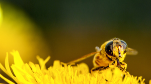 Rośliny miododajne: Wsparcie dla pszczół i ekosystemów