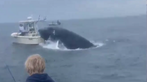 Wieloryb zaatakował łódź? [VIDEO] Zaskakujący komentarz ekspertów!