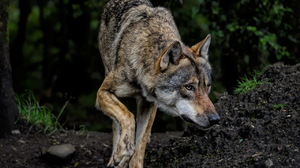 Ewangelia na dziś. Posyłam jak owce między wilki