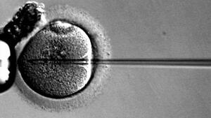 Chińscy naukowcy prowadzili badania na zarodkach ludzkich wziętych z kliniki "in vitro" jako "niepełnowartościowe"!