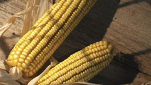 Aż 13 mln Argentyńczyków zagrożonych śmiertelnie trującym środkami ochrony roślin GMO!