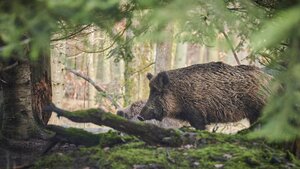 Locha na kanapie trochę drzemki łapie [FELIETON]