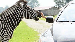 Markowski: Łódzkie ZOO znowu pogrzało… (FELIETON)