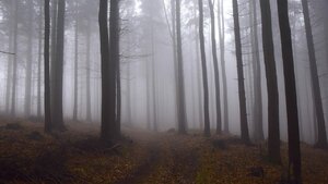 Szedł po drugie śniadanie. Znalazł zwłoki na drzewie!