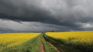 Rekordowe upały i ulewne deszcze w Chinach budzą obawy o bezpieczeństwo żywnościowe