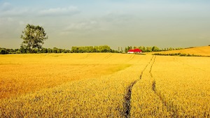 Ukraina pozwie Polskę, Węgry i Słowację za zakaz importu zboża